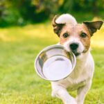 Alimentazione del cane: mini guida per una dieta corretta ed equilibrata del tuo amico a quattro zampe