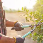 Tutto ciò che c’è da sapere sulle cesoie per potatura da giardinaggio