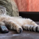 Gatto grasso? Ecco come farlo dimagrire: giochi